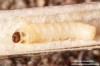 tesařík úzkoštítý (Brouci), Agapanthia villosoviridescens, Cerambycidae, Agapanthiini (Coleoptera)